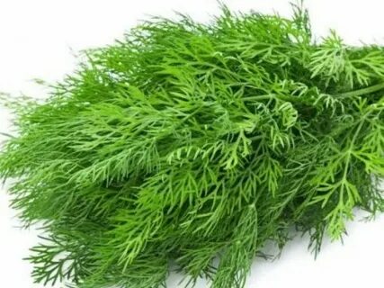 تصویر 3 از شوید خشک صادراتی + ارزان ترین قیمت